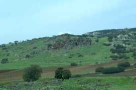 Vaquerizo
