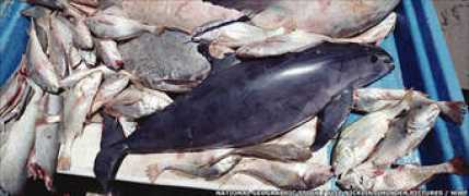 Vaquita