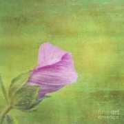 fineartamerica.com Variance