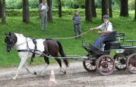lewitzerzucht-bolte.de Varonda