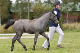 connemara.fi Vastila