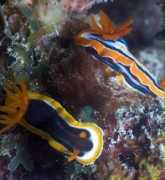 seaslugforum.net Veelenturf