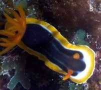 seaslugforum.net Veelenturf