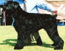 blackberrybrt.com Velena