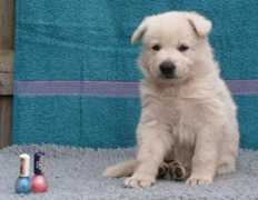 terlunerschloss.com Vellow