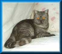 Verane