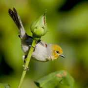 blog.seeingbirds.com Verdin