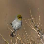 blog.seeingbirds.com Verdin