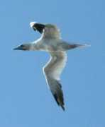 jwoolfden.com Vertically