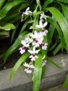 scientificlib.com Vestita