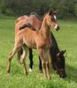news.endurance.net Vialaret
