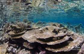 maldives.tuniu.com Vidhun