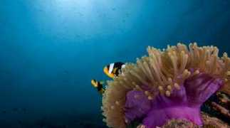 maldives.tuniu.com Vidhun