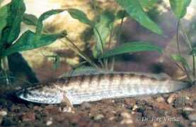 fischverhalten.de Vierke