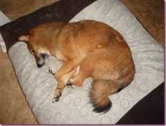 fitnessista.com Viesser