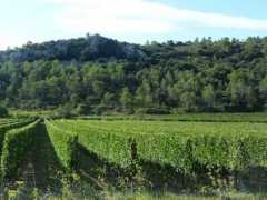 Vignobles