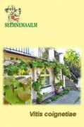 seemnemaailm.ee Viinapuu