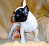 gotpetsonline.com Vikont