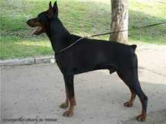 dobermann-review.com Vikont