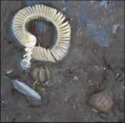 jaxshells.org Vilano