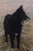 blackmorion.com Vildor