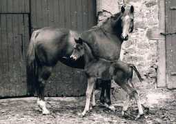 gestuet-haemelschenburg.de Viljana