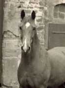 langels-gbr.de Viljana