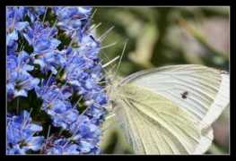 objetivocadiz.lavozdigital.es Villanego