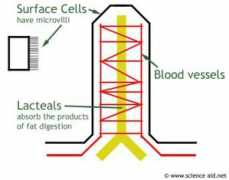 Villi