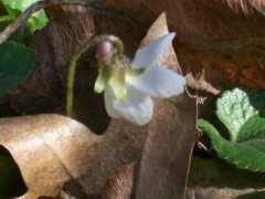 fotonomy.com Vilolet