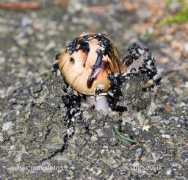 naturephoto-cz.com Vinata