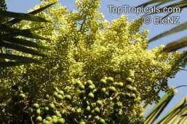 toptropicals.com Vinifer