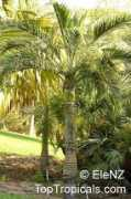 toptropicals.com Vinifer