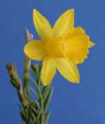 daffodil.org Vinisky