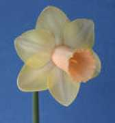 daffodil.org Vinisky