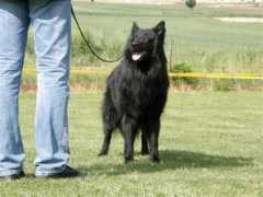 groenendael.at Vinkovits