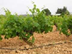 panoramio.com Vinyes