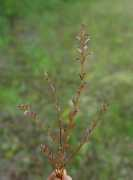 Virginiana