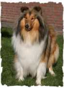 virleencollies.de Virleen