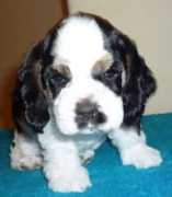 petrocrest.narod.ru Vlaskina