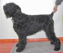 blackberrybrt.com Vlastelin