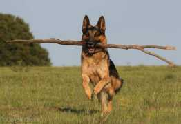 oaklanddogtraining.org Volpo