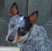 caninecountryinn.com Waifer
