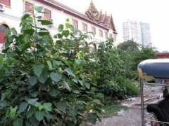 oldbangkok.com Wanglee