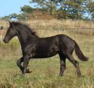 Warrick