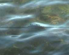 evarudlinger.co.uk Wavelength