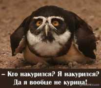 liveinternet.ru Wersd