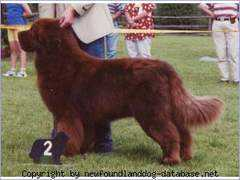 newfoundlanddog-database.net Whealer