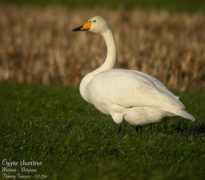 Whooper