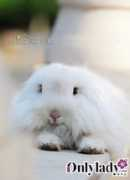lohas.onlylady.com Whui